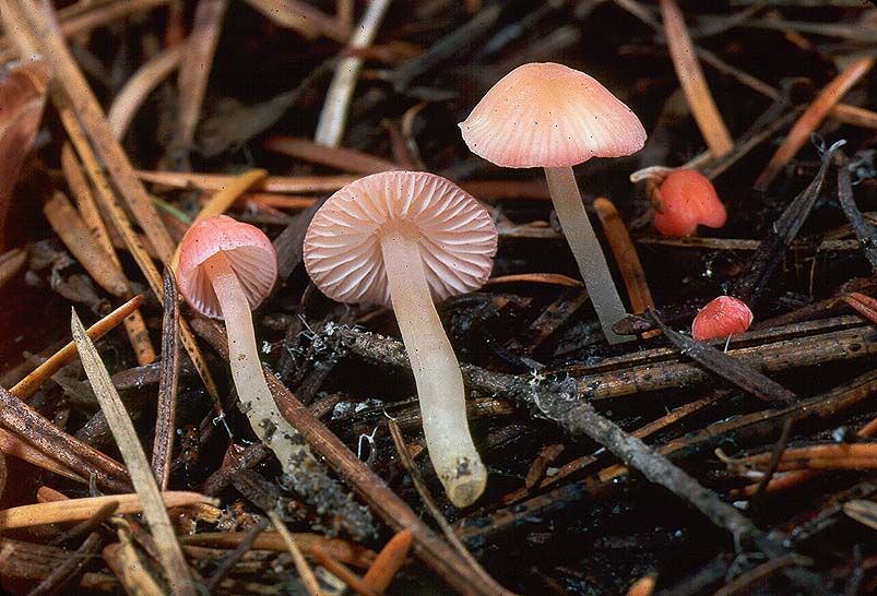 Mycena adonis
